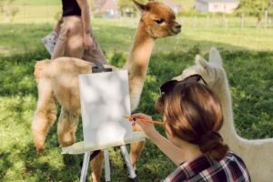 Yoga et fondue avec des alpagas