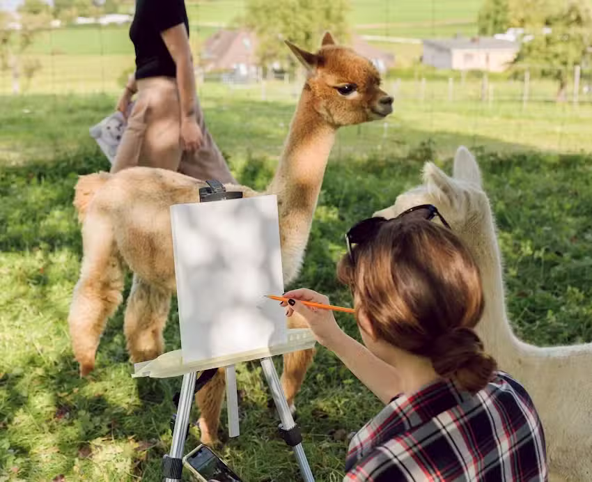 Yoga et fondue avec des alpagas