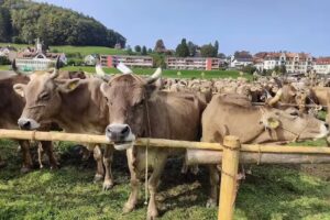 Viehschau St.Georgen