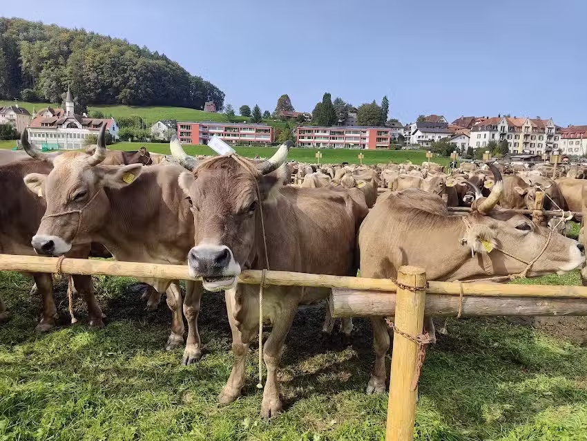 Exposition de b&eacute;tail de St. Georgen